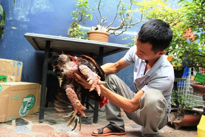 Gà Đông Tảo giá chục triệu cháy hàng ở Sài Gòn Gà Đông Tảo giá chục triệu cháy hàng ở Sài Gòn